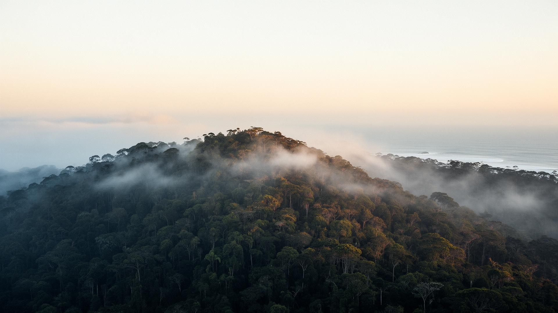 Mata atlântica preservada ao amanhecer no litoral sul de São Paulo, com névoa baixa sobre o dossel.